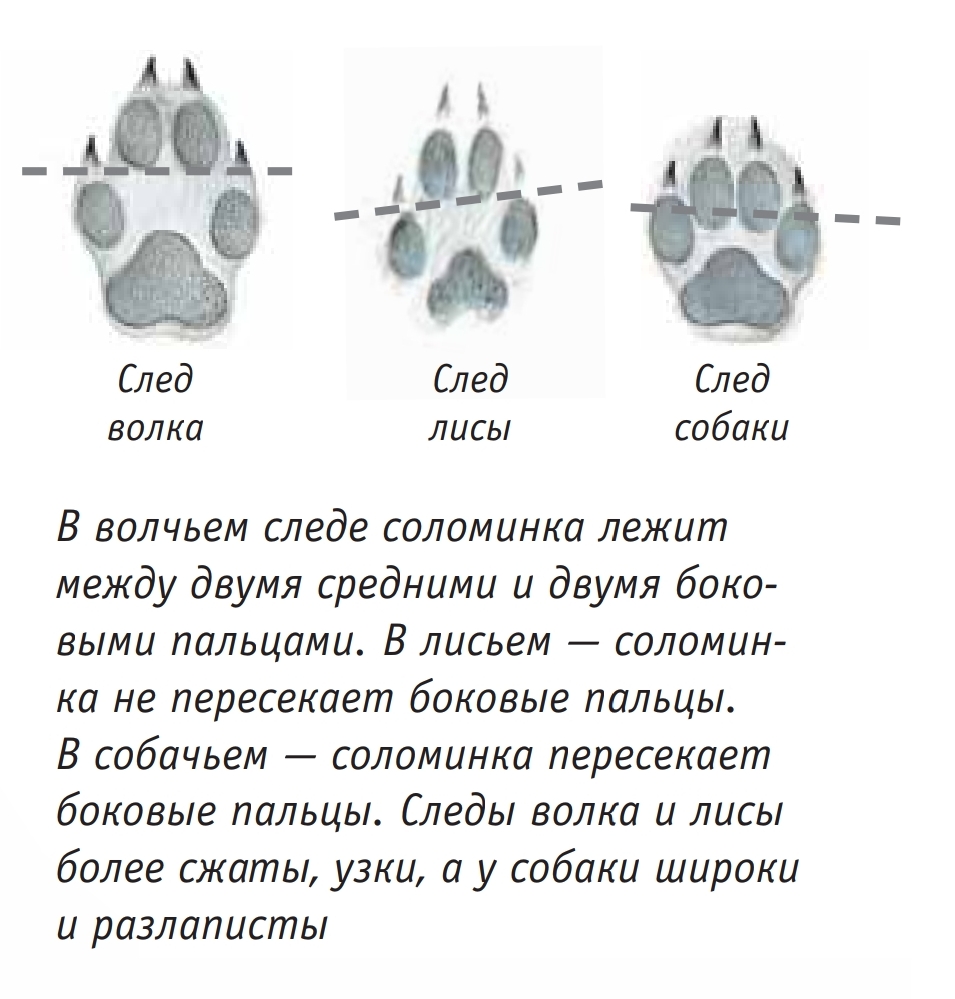 Волчий след на снегу и собачий